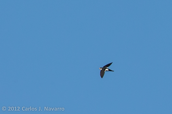 vzducholovec bielohrdlý - White-throated Swift (Aeronautes saxatalis)