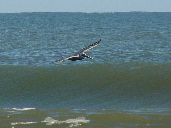 020 Brown pelican surfing the waves