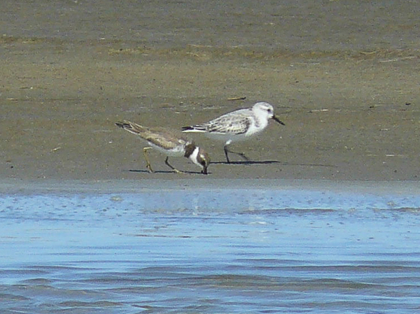 028 Sanderling and Semipalmated Plover