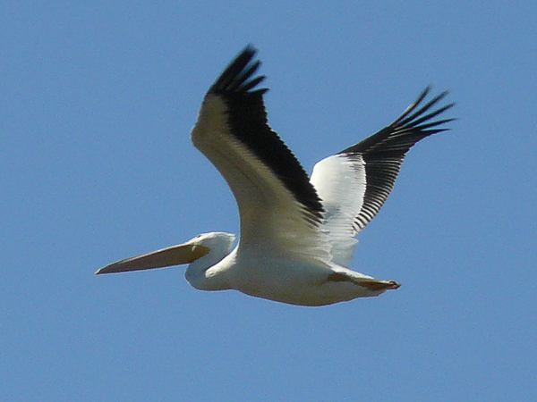 029 White Pelican