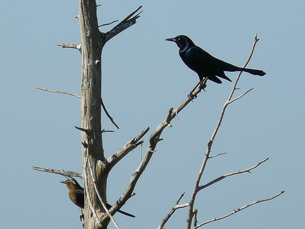 040 Boat tailed Grackle