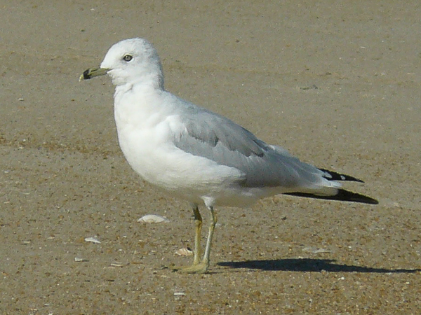 048 Ring billed Gull adult