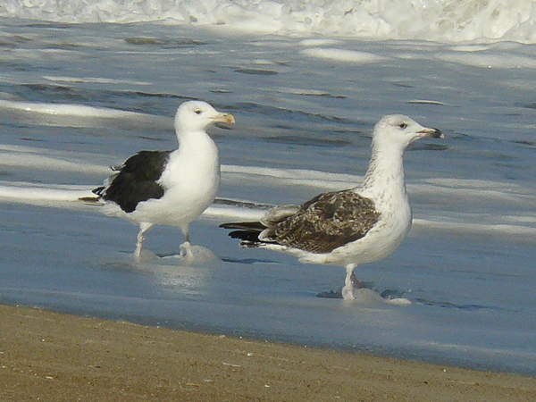056 Greater BB Gull adult and imm
