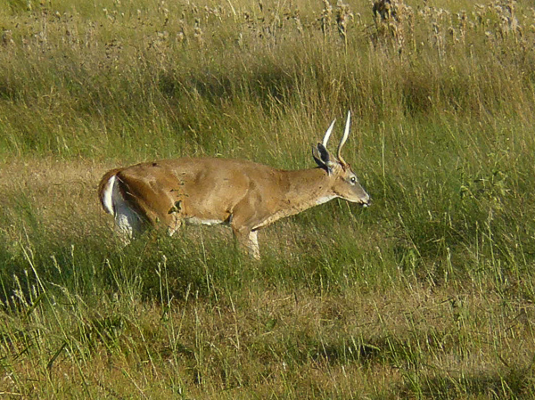 060 Cape Haterras deer