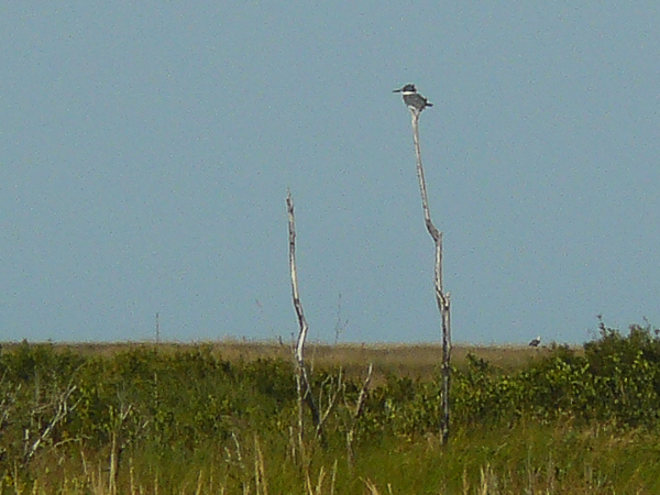 068 Belted Kingfisher