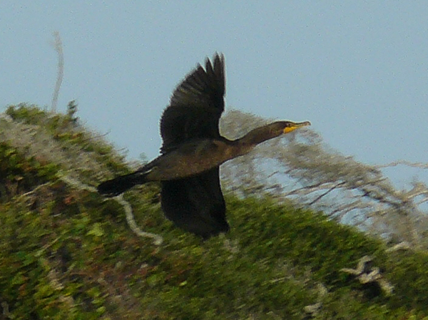 072 Double crested Cormorant