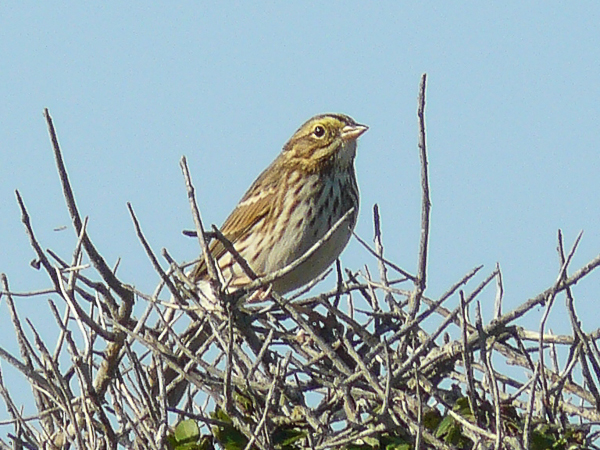 077 Savanah Sparrow