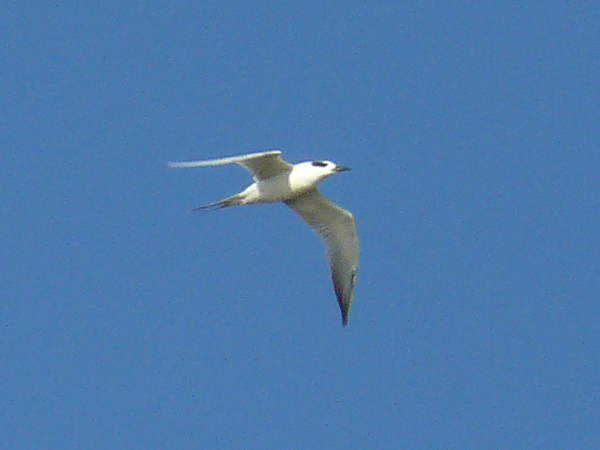 081 Fosters Tern