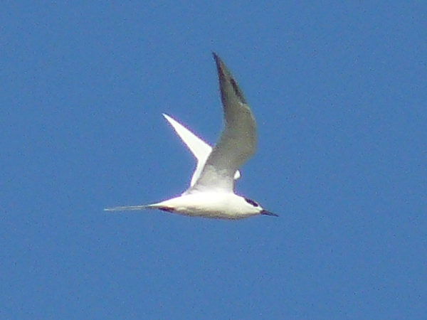 082 Fosters Tern