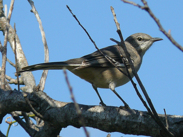 093 Northern Mockingbird