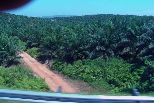 DSCN4387AdAdplantáž palmy olej