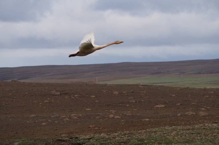 Birding na Islande 2014